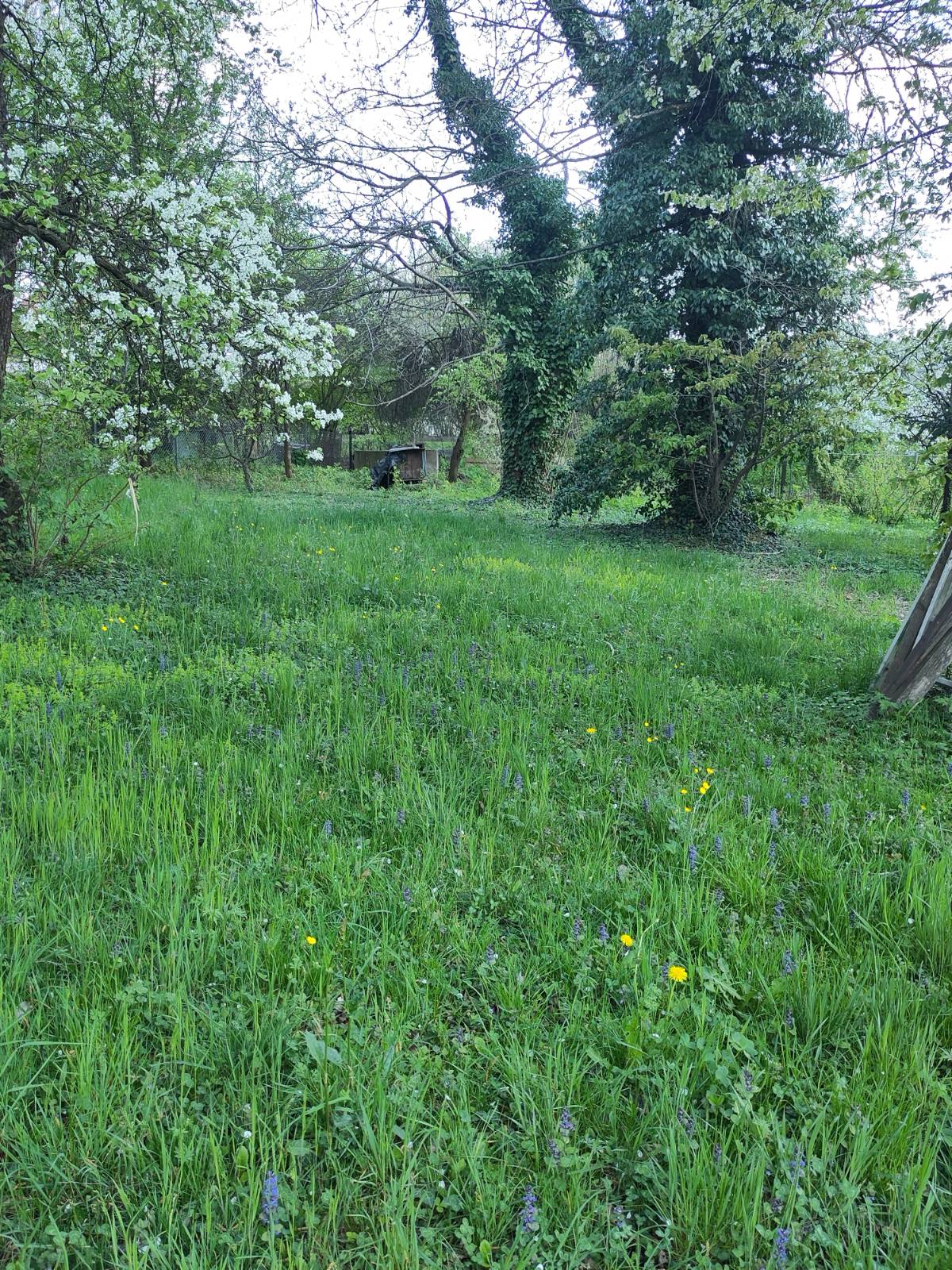 Garten 4 – Orchideen